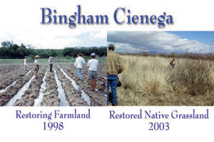 The Nature Conservancy has restored sacaton to abandoned farmlands adjacent to a natural wetland at Bingham Cienega.  Photographs by Julia Fonseca.