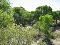 Hydro-mesoriparian habitat photo