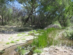 Hydro-mesoriparian habitat photo