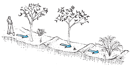 Drawing to show the use of swales to slow water flow.